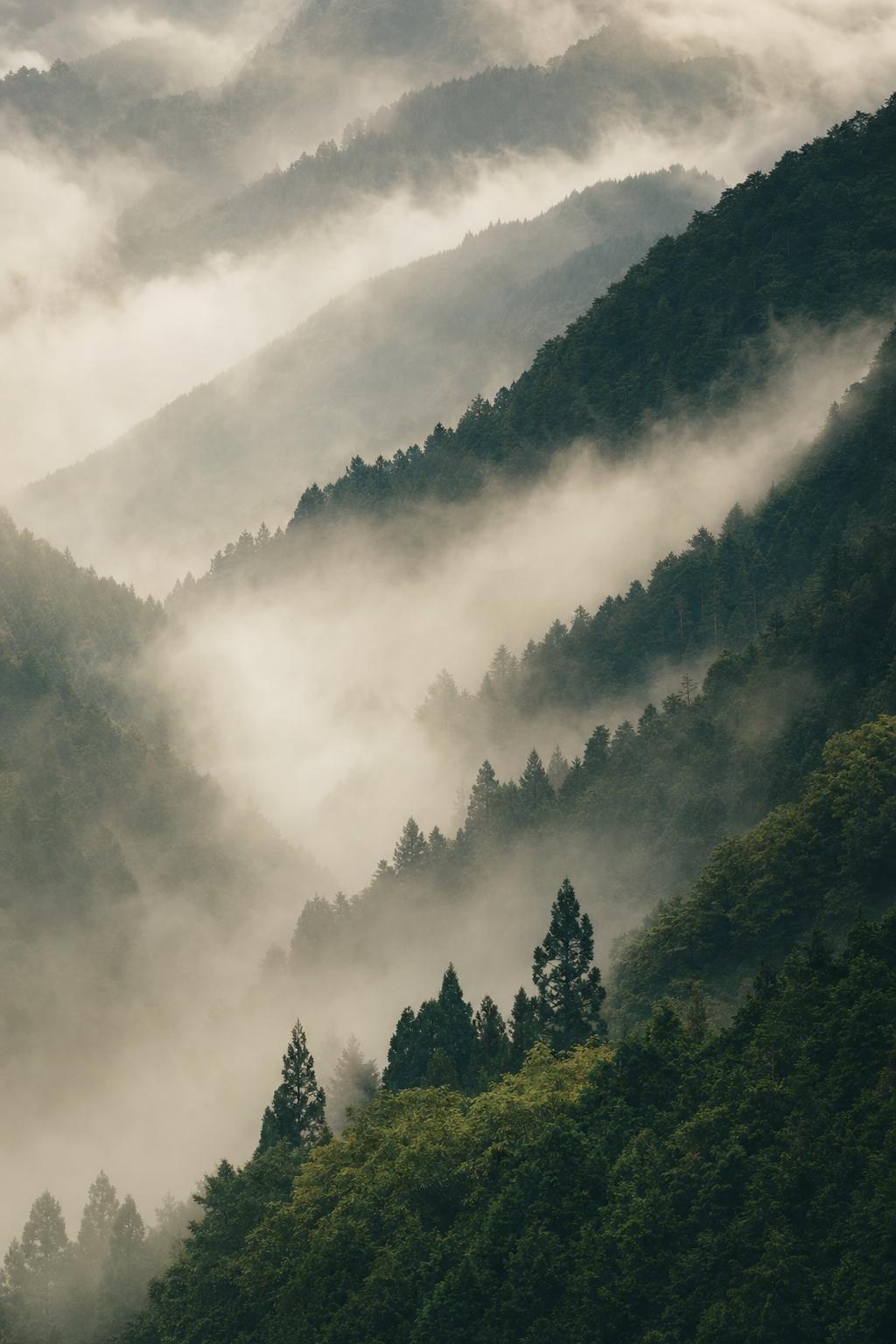 霧に包まれた緑の山