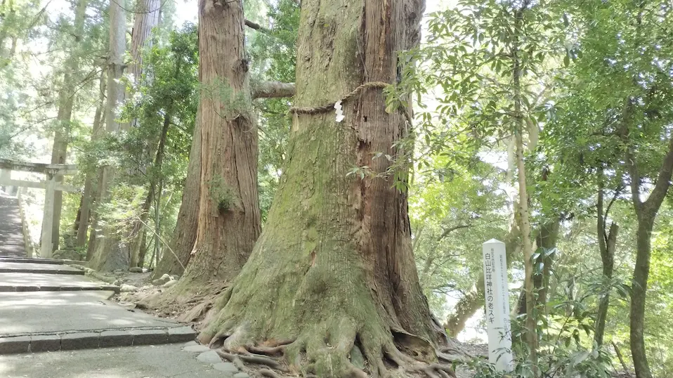 白山比咩神社の大杉