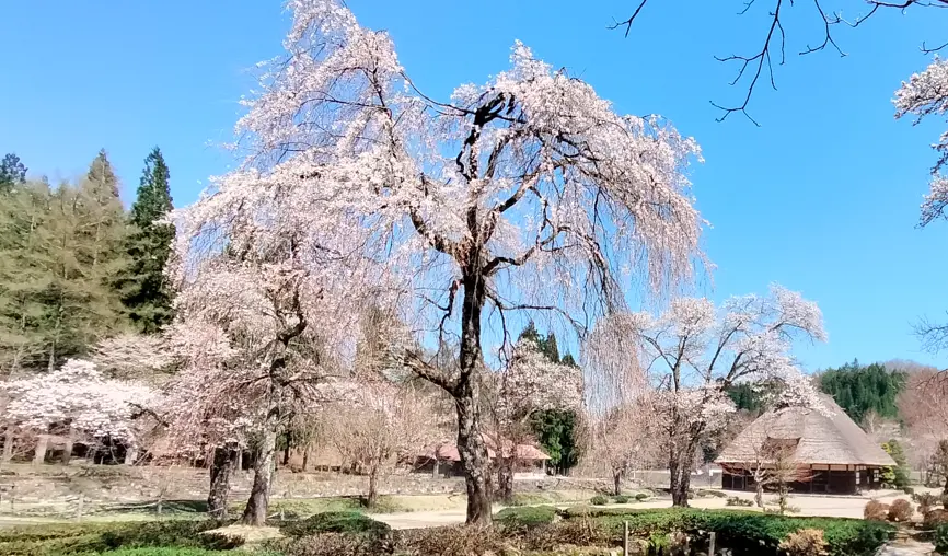 荘川の里