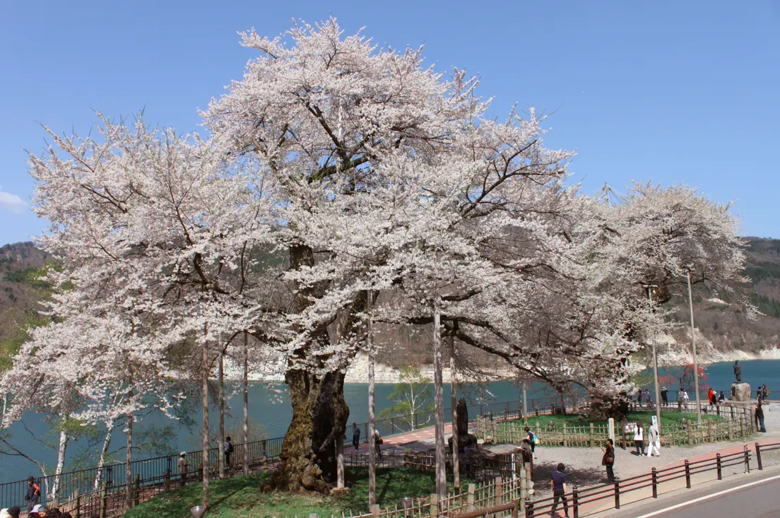 荘川桜